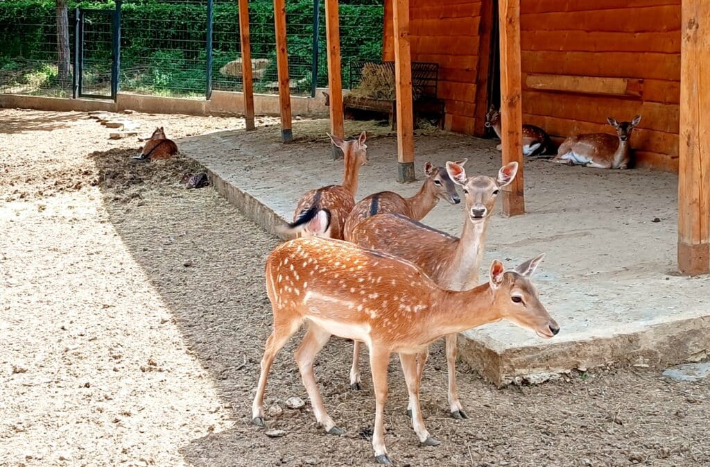 Stz Zoo