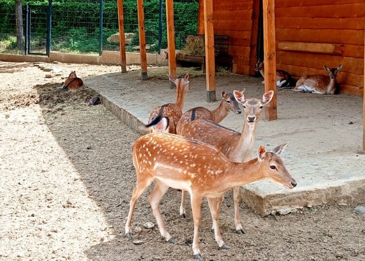 Stz Zoo