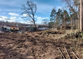 Районен кмет предупреди за незаконна сеч в Борисовата