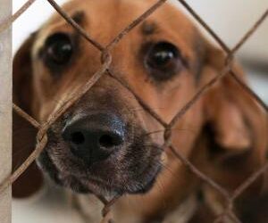 Nicosia is going through an ‘abandoned dogs’ crisis