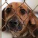 Nicosia is going through an ‘abandoned dogs’ crisis