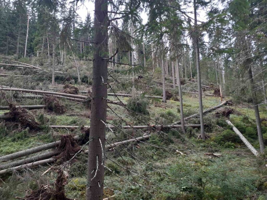 Пример за нестопанисвана гора в Доспат 1