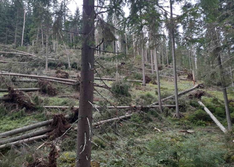 Пример за нестопанисвана гора в Доспат 1