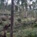 Между 50 и 100 хиляди декара гори загиват ежегодно от пожари