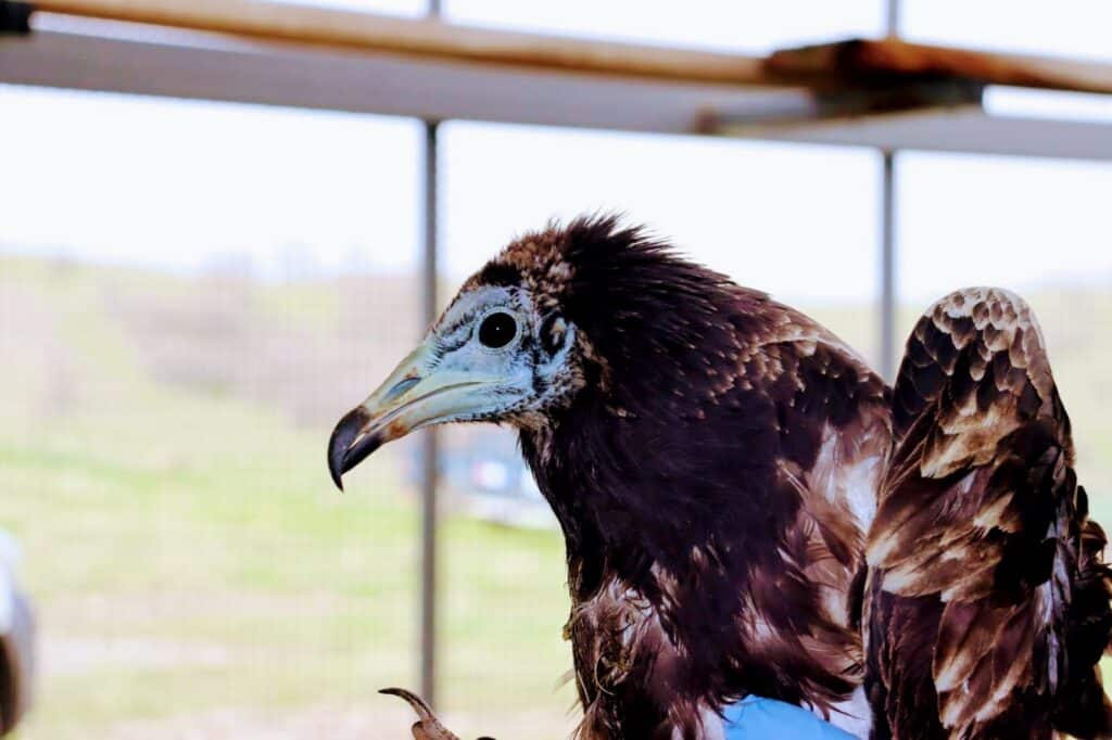 Egyptian vulture