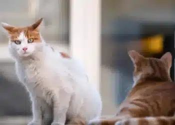 В Балчик работи първият у нас дом за котки