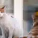 В Балчик работи първият у нас дом за котки
