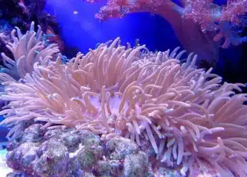 Германец живя 120 дни под вода