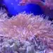 Германец живя 120 дни под вода