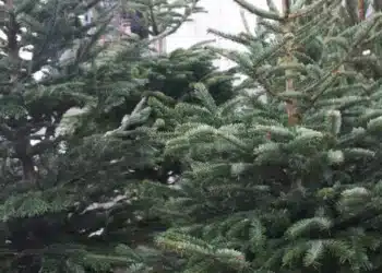 След края на празниците в София събраха 9 тона елхи