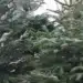 След края на празниците в София събраха 9 тона елхи