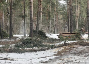 В Самоков махат опасни дървета
