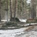 В Самоков махат опасни дървета