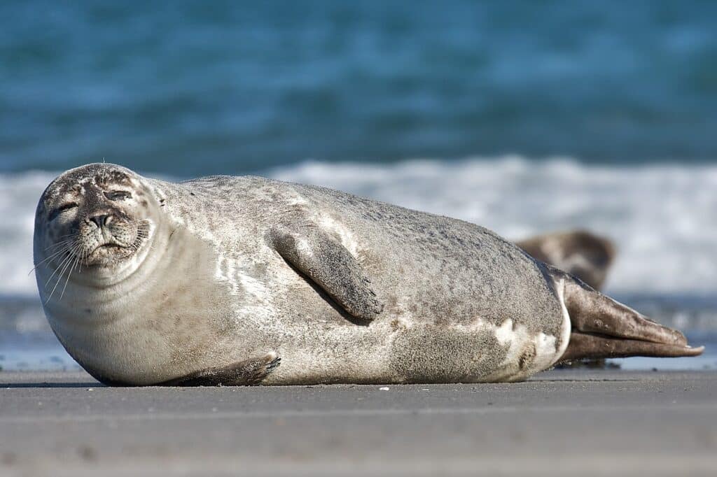 Тюлен се настани в хотелска стая в Нидерландия 1 Common Seal Phoca vitulina