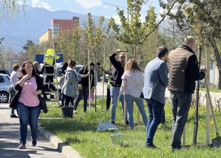 20 японски вишни ще красят входа на Самоков откъм Софийско шосе 1 492438307 1094408746048832 7388172753810752188 n