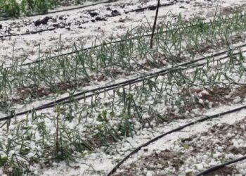 Градушка като орех удари севлиевски села, около Разград са без ток
