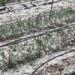 Градушка като орех удари севлиевски села, около Разград са без ток