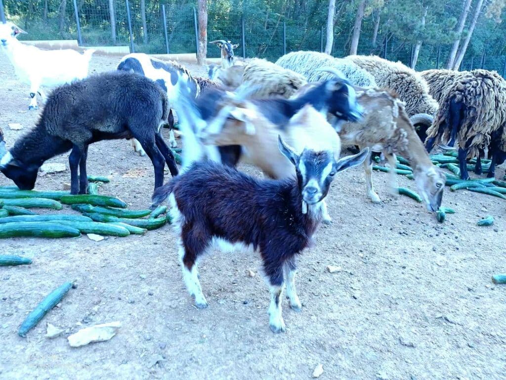 Bebeta jivotni zoopark 4