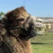 Три нови камили пристигнаха в Бургаския зоопарк