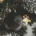 Къде се намира най-високата коледна елха в света