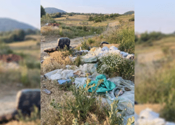 Млади изследователи от Златоград и Бенковски с реални действия за опазване на река Върбица
