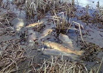 Огромно количество умряла риба край Карлово, проверяват за замърсяване 5 Огромно количество умряла риба край Карлово, проверяват за замърсяване