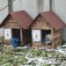 Видин постави 12 къщички за безстопанствени кучета в различни квартали