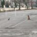 Лисица се разходи в двора на училище в София