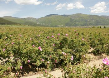 България ще кандидатства за вписване на Розовата долина в ЮНЕСКО