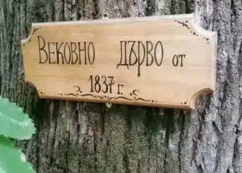 Стралджа обяви конкурс за откриване на стари и вековни дървета