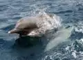 Малък делфин се превърна в любимец на Ченгене скеле (видео)