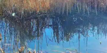 Разширяват проекта за езерата в Южния парк
