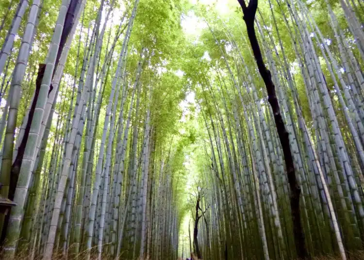 bamboo forest 2026 03 24 10 14 50 utc scaled 1