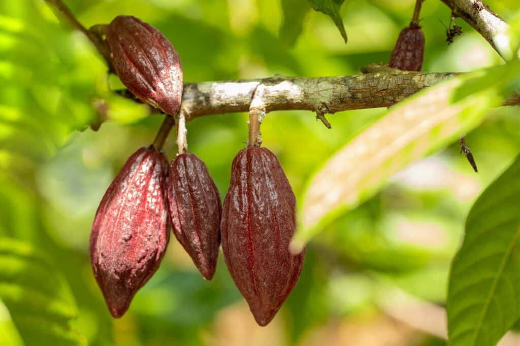 cacao tree theobroma cacao organic cocoa fruit pods in nature