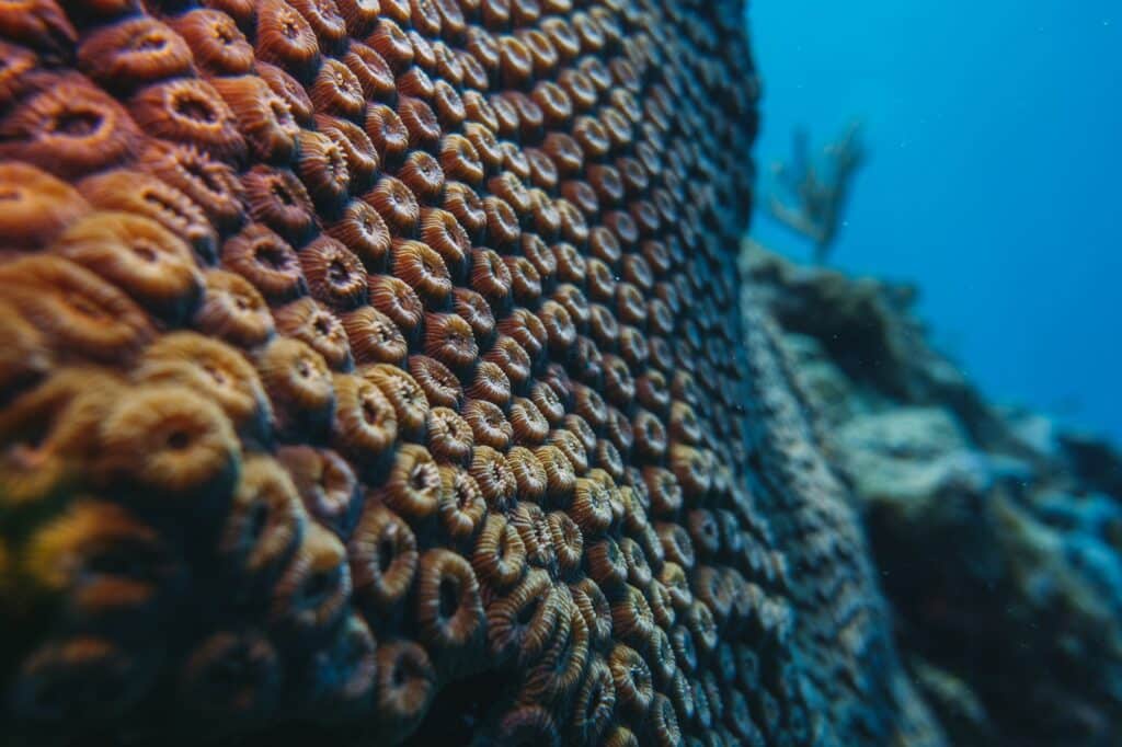 coral reef macro texture abstract marine ecosystem background on a coral reef