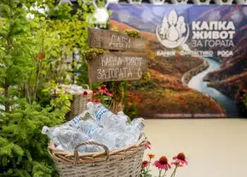 “Капка живот за гората”: 12 000 дървета ще възстановят опожарена местност в Пирин