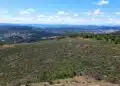 Нова гора расте на Гарга баир край Велико Търново 9 Нова гора расте на Гарга баир край Велико Търново