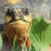 „Пальо Баня Фест“ събира кино, музика и среща с костенурките