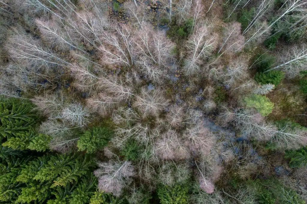 aerial view dense forest with bare autumn trees fallen leaves ground 05257f2f