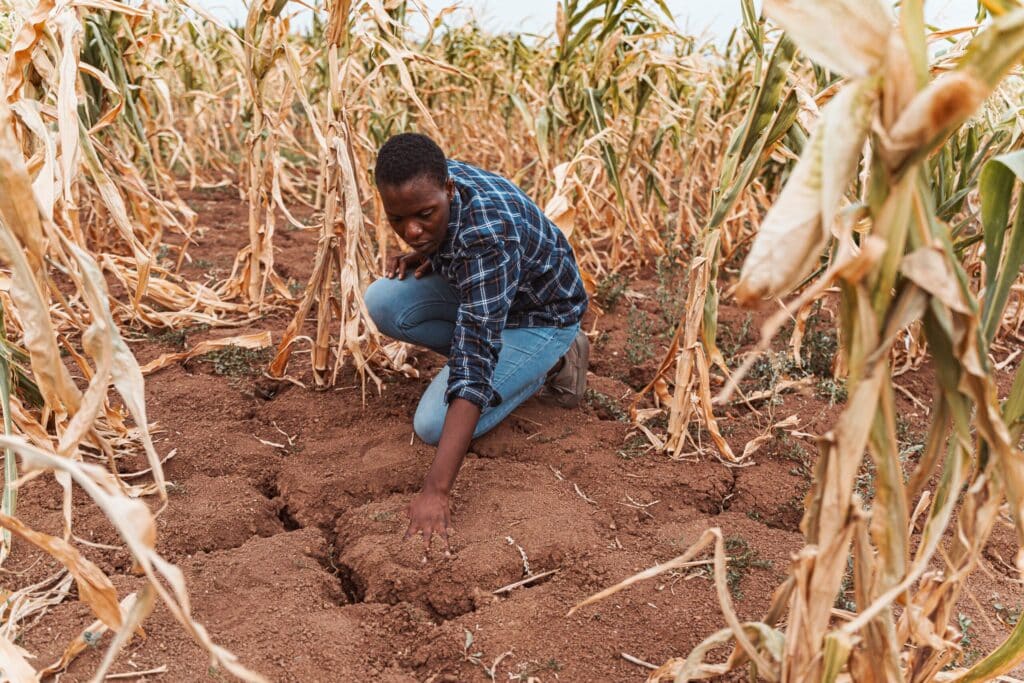 african farmer examining dry soil in corn field du 2026 03 23 23 23 21 utc scaled 1