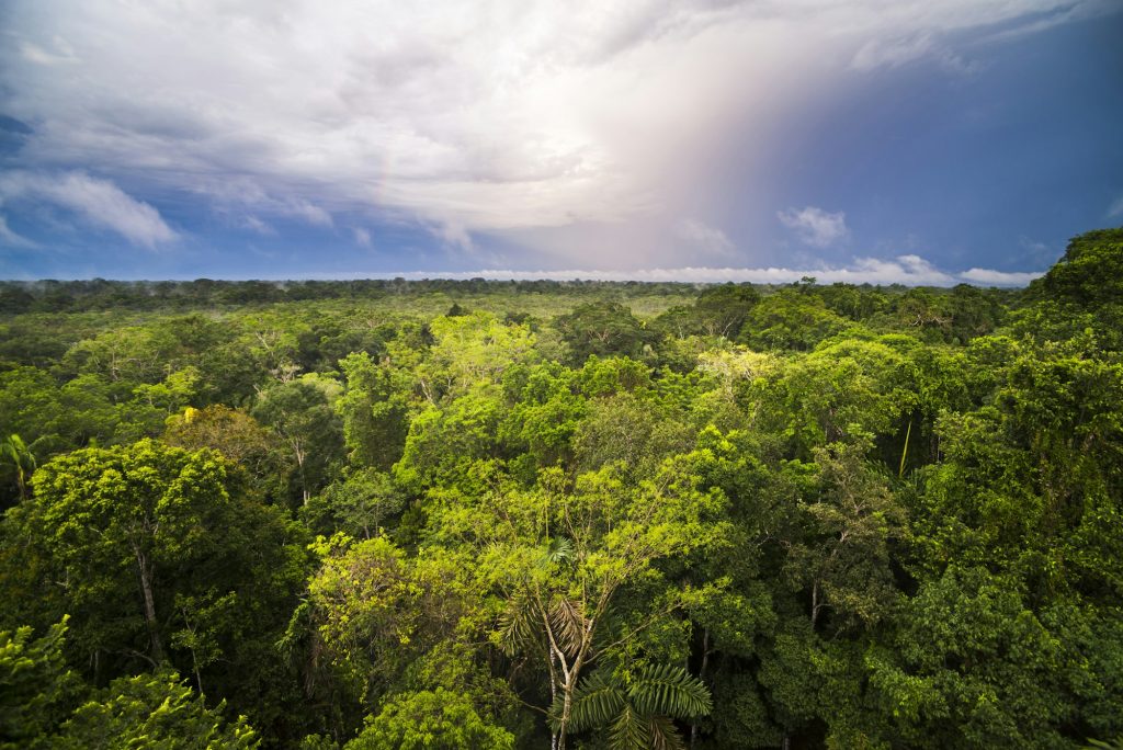 Пожарите в Амазония са спаднали до исторически минимум през 2025 г. 2 amazon rainforest at sacha lodge coca ecuador south america