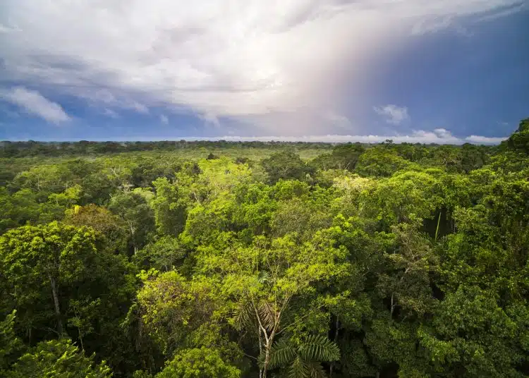 amazon rainforest at sacha lodge coca ecuador south america