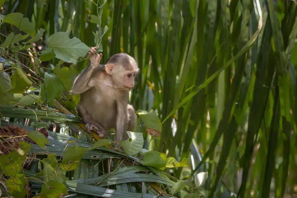 Малко маймунче се роди в зоопарка на Стара Загора 2 brown monkey sitting green plant 3b99a674