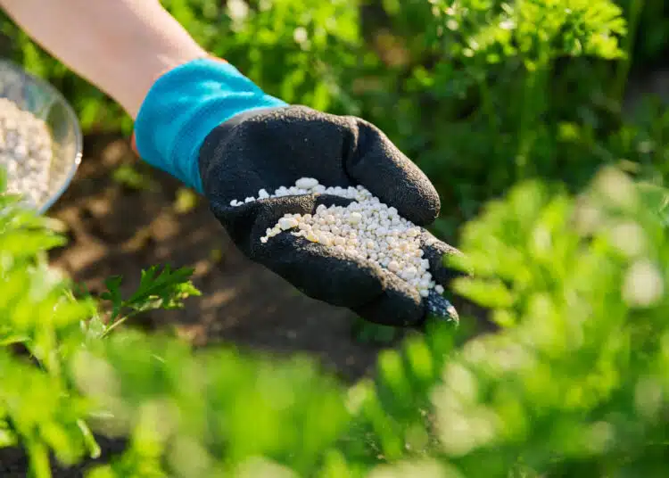 close up mineral granulation fertilizer in hand o 2026 01 06 09 49 24 utc scaled 1