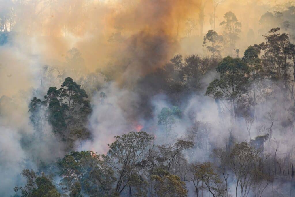 forest fire disaster in monte alegre do sul sao p 2025 01 07 12 35 44 utc scaled 1