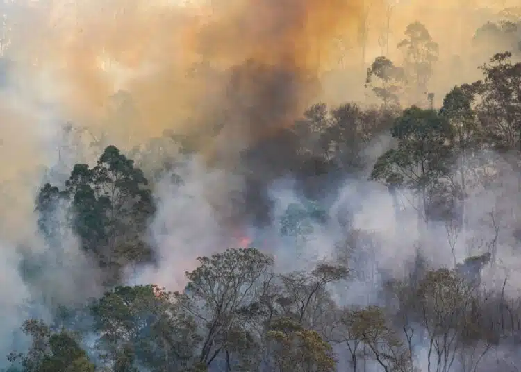 forest fire disaster in monte alegre do sul sao p 2025 01 07 12 35 44 utc scaled 1