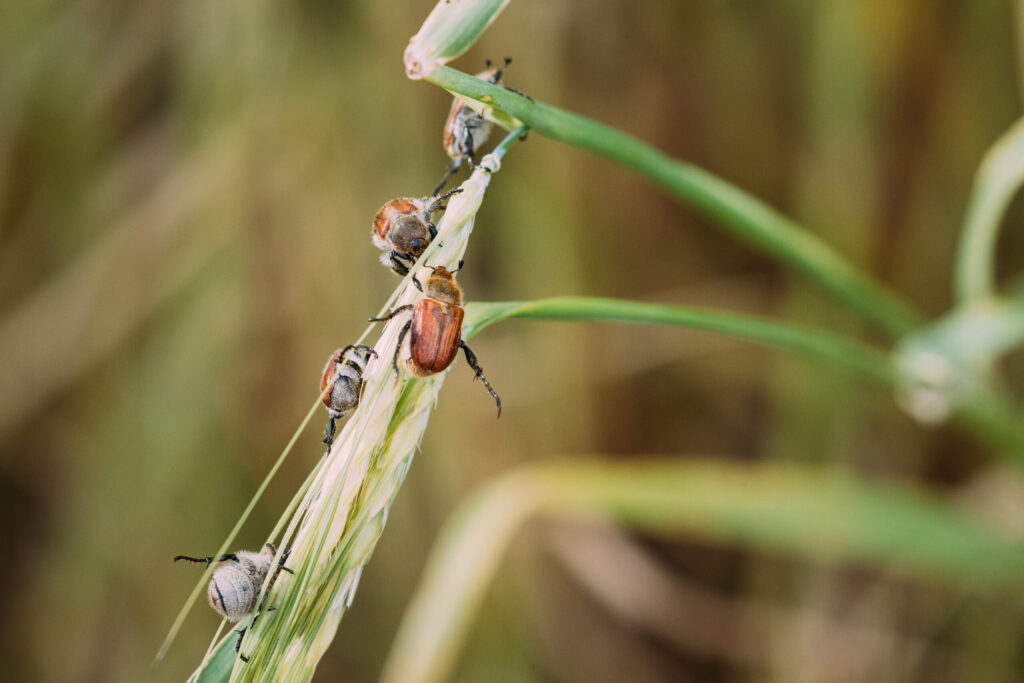 insects pest of agricultural crops grain beetles o 2025 02 24 15 49 12 utc scaled 1