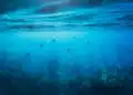 Глобалните температури на морската повърхност достигнаха рекордно високи нива