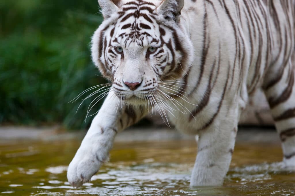 Тръмп отслабва защитите за застрашените видове 2 white tiger walking through water in natural habit 2026 03 26 01 44 53 utc scaled 1