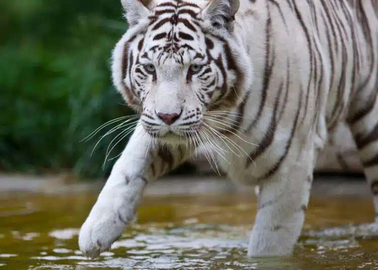 Тръмп отслабва защитите за застрашените видове 1 white tiger walking through water in natural habit 2026 03 26 01 44 53 utc scaled 1